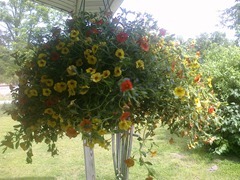 CIMG0160 (3)